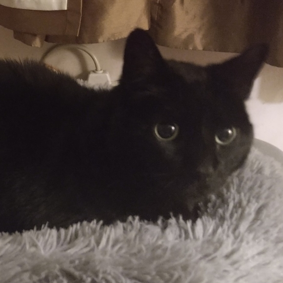 Meet your Posher, Dino - Picture 2 of 2